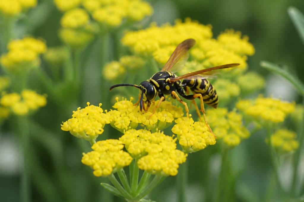 Est ce que les guêpes butinent les fleurs ?